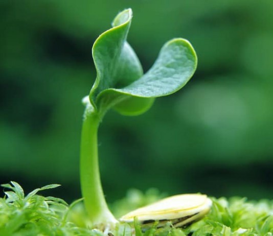 Quyền đối với giống cây trồng quy định như thế nào?