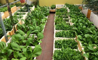 Những kinh nghiệm kinh doanh rau sạch tại nhà vô cùng quý báu