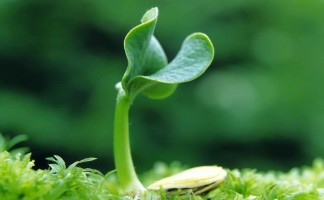 Xác lập quyền đối với giống cây trồng như thế nào?