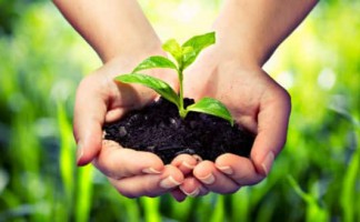 Bảo hộ giống cây trồng, cần có những điều kiện gì?